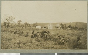 Bush clearance, Chogoria, Kenya, ca.1924