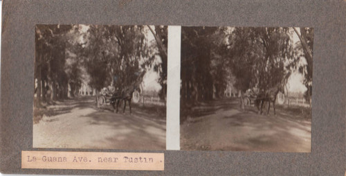 Stereoview card of La Guana Avenue near Tustin, 1890