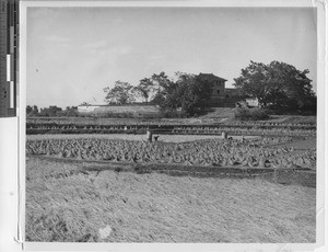 Rice being harvested at Wuzhou, China, 1949