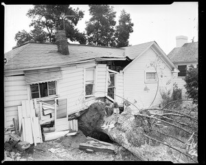 Uprooted tree does same to house at 1549 Ben Lomond Drive in Glendale, 1954