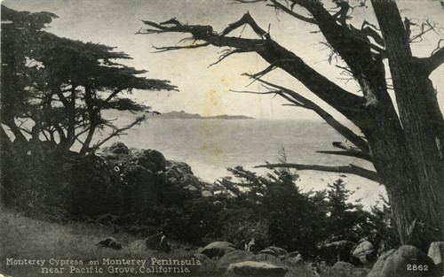 Monterey Cypress on Monterey Peninsula near Pacific Grove, California