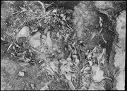 Mass of bones in unidentified pit. (RLB-11033)