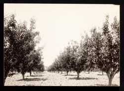 Andrew Frei fruit trees photo