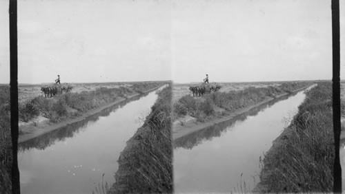 Hauling rice to the thresher - showing canal from which growing crop is flooded. Texas