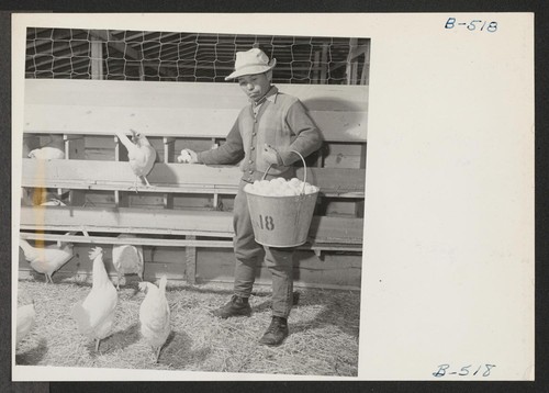 S. Uyeda, evacuee from Auburn, Washington, is shown gathering eggs on the poultry farm here. Uyeda owned his own poultry business which consisted of 2,000 chickens. He operated this farm for 10 years. Photographer: Stewart, Francis Newell, California
