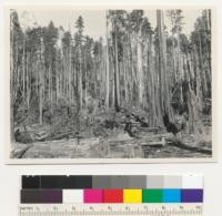 Redwood Region. Selective logging. Photo for slash. See also #7111-13. E. F. 9-28-42