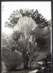 "Ravenala Madagascariensis, (Traveller's Palm), 1107."