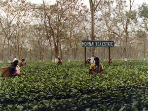 Assam, Nordindien. Mornai Tehave har ca. 430 hektar land med tebuske. (Foto 1990)