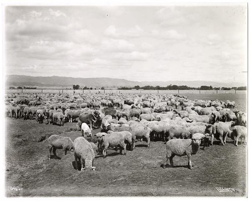Flock of grazing sheep in Lassen County, circa 1925