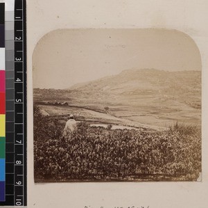 View of agricultural land near Antananarivo, Madagascar, ca. 1865-1885