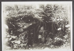 Secondary forest (jungle) in Cameroon, in the foreground the stem of a fallen silk-cotton tree