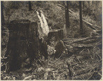 A 13 foot tree cut under the supervision of former State Forester Lull. This tree was alive