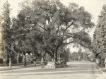 Oak tree on Oaklawn