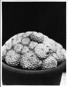 Close-up of a cacti mamellaria plomosa, ca.1920