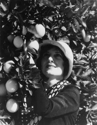 Young woman with hat, picking oranges