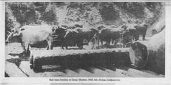 Bull team logging at Camp Meeker, 1910