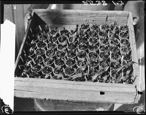 Orchid plants in tray, Los Angeles, [1931?]