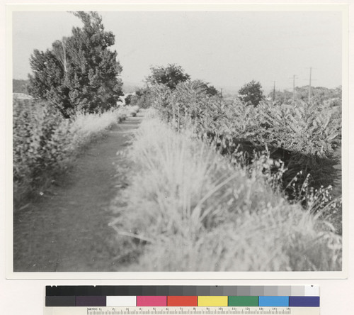 Levee, Looking East, 1938
