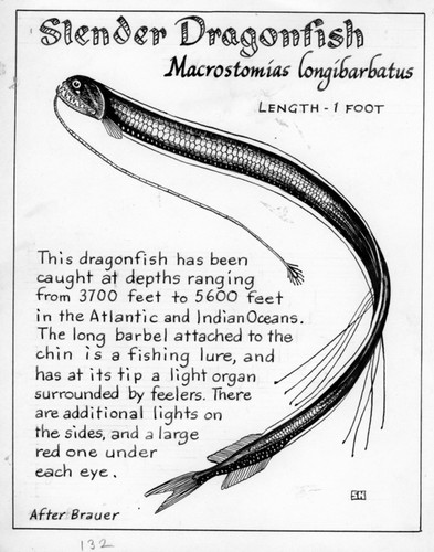 Slender dragonfish: Macrostomias longibarbatus (illustration from "The Ocean World")