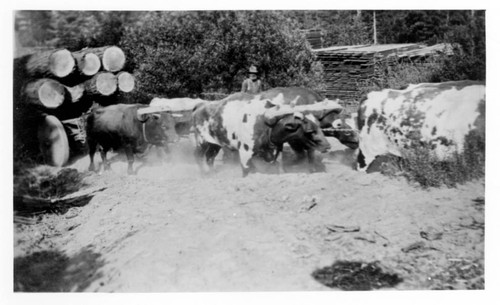 Oxen at work