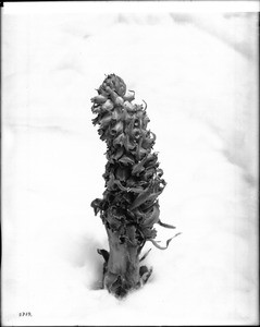 Close-up of a specimen of snow plant, ca.1920