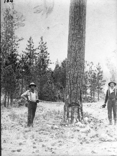 Lumbermen and a Tree