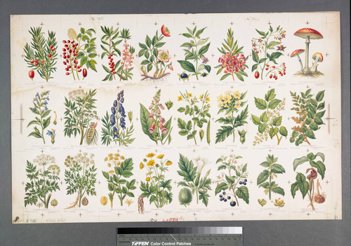 [Proof sheet for Prang's natural history series: poisonous plants, I and poisonous plants, II.]