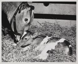 Champion Guernsey cow nuzzles her heifer calf at the Sonoma County Fair, Santa Rosa, California, July 24, 1957