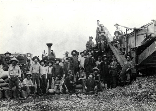 Lima bean harvesters, 1910