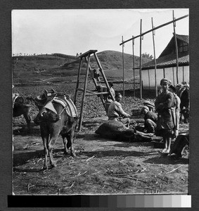 Dead pack horse, Sichuan, China, ca.1900-1920