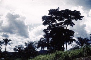 Trees and clouds, Cameroon, 1953-1968