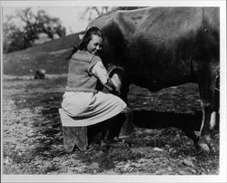 Girl milking a cow at the Lytton Home (the Salvation Army Boys and Girls Industrial Home and Farm in Lytton, California), Lytton, California, 1921