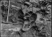 Pit 9. Elephant bones. (RLB-76)