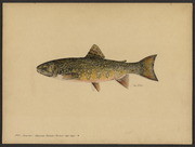 Brook trout (Salvetinus fontinalis Mitchill)