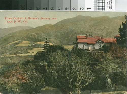 Postcard of Prune Orchard and Mountain Scenery Near San Jose, California