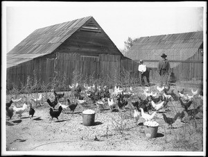 Chickens in an outdoor pen on a chicken ranch, ca.1900