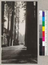 A view looking upstream from the south edge of Dyerville Flat. Note that some of the trees have been cut into to make way for the road. Note also the artistic gothic curve to the cuts, giving the impression of a gothic exit from a temple of trees. July 1928, E.F