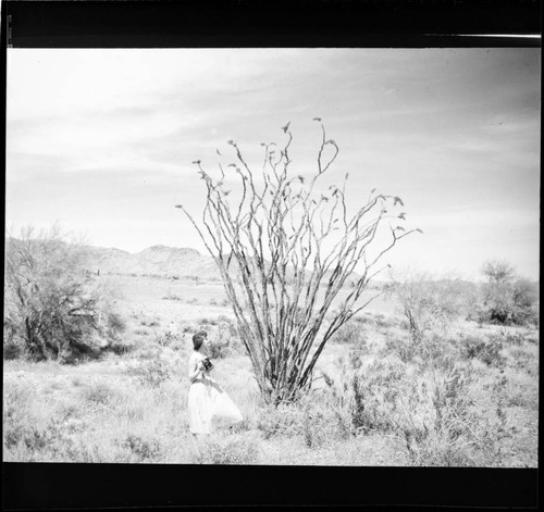 [Candid photographs of House Beautiful staff]. Carolyn Murray and desert plant