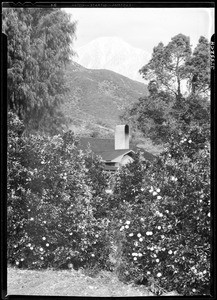 Trees from a Sunkist orange grove at the entrance to San Antonio Canyon (road to Mount Baldy), 1932