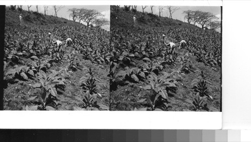 Puerto Rico - Picking tobacco on a farm between Aibonito and Cayey in the mountain region of east-central Puerto Rico. This is "wrapper" tobacco used in cigar manufacture. Sawders 1949