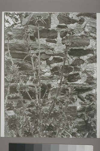 [Detail of brick wall, unidentified structure.] Hornitos. 1950