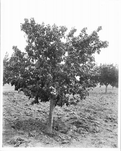 Prune tree bearing fruit