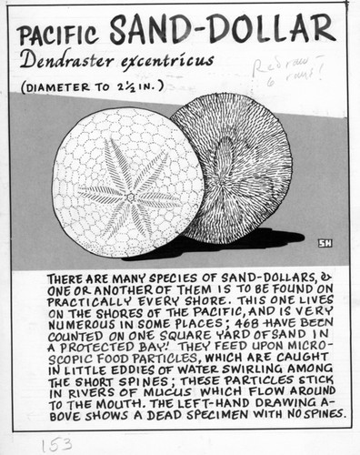 Pacific sand-dollar: Dendraster excentricus (illustration from "The Ocean World")