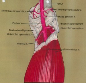 Illustration of right knee, posterior view, showing muscles, ligaments, arteries and bone
