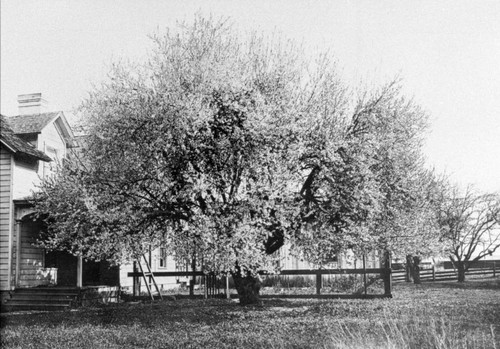 Almond tree on Rancho Chico