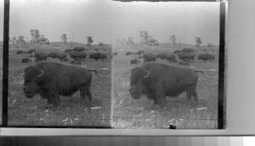 Buffalo cow foreground, Wainwright Animal Farm. Alta