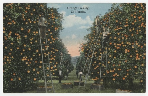 Orange picking, California