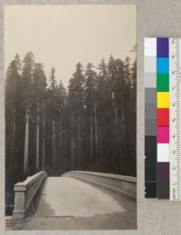 Redwood. The forest front along the Van Duzen River. County highway bridge. E. Fritz, September 1929