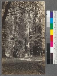 Redwoods. Muir Woods, Marin County