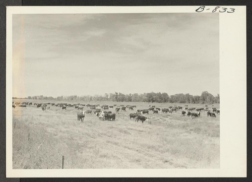 Part of the cattle herd on the Amache farm. Photographer: McClelland, Joe Amache, Colorado
